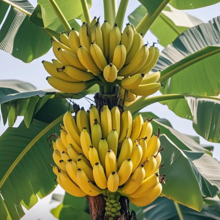 Bananes Fraîches