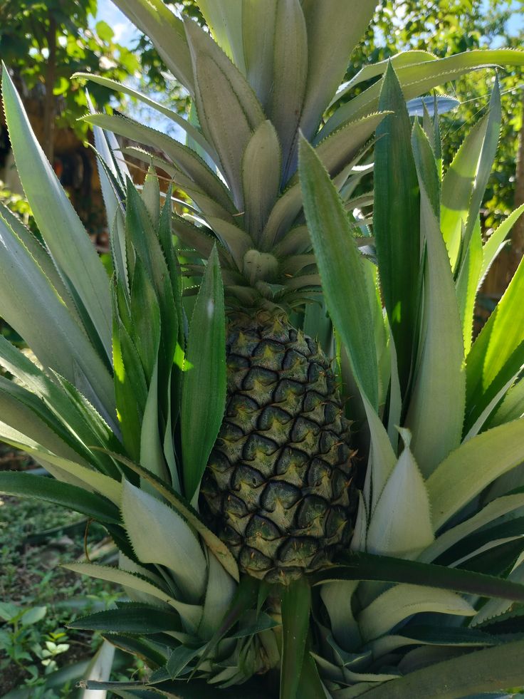 Ananas Sucrés