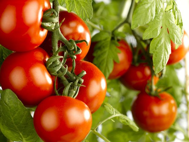 Organic Tomatoes